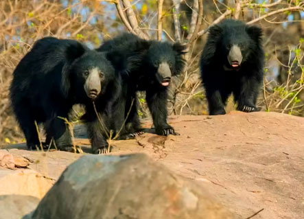 Bear spotted near river in Corbett