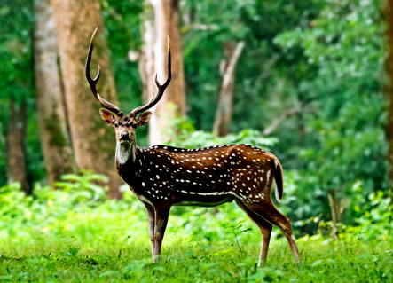 Chital Deer grazing in Corbett forest