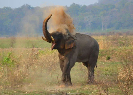 Group of wild elephants at Corbett