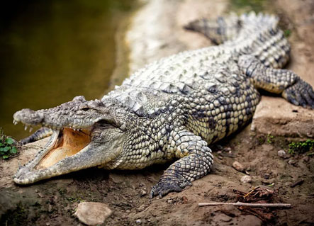 Gharial basking near river in Corbett