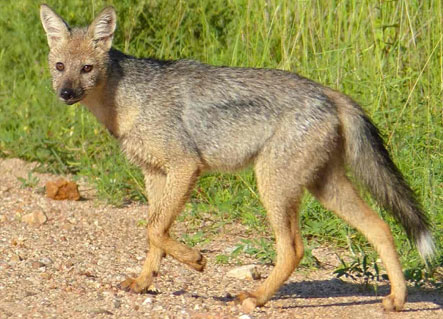 Indian Jackal in the jungle of Corbett