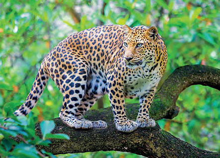 Leopard resting on a tree branch in Corbett National Park