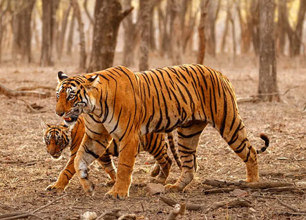 Royal Bengal Tiger in Corbett Jungle