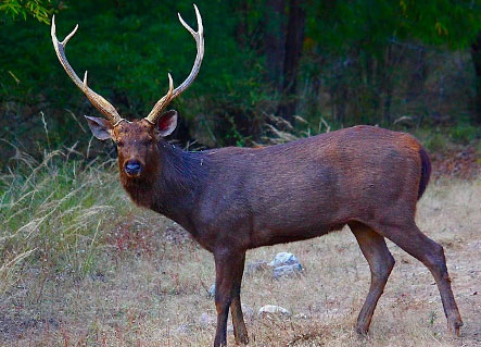 Sambhar Deer in dense forest area of Corbett