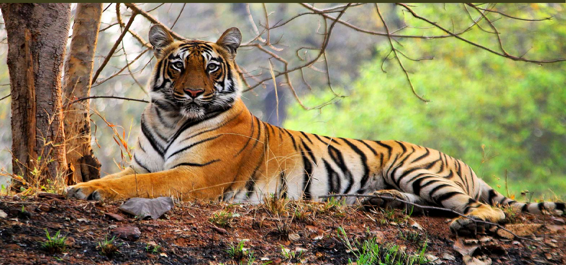 Wildlife Safari Banner